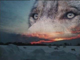 Les loups mystique