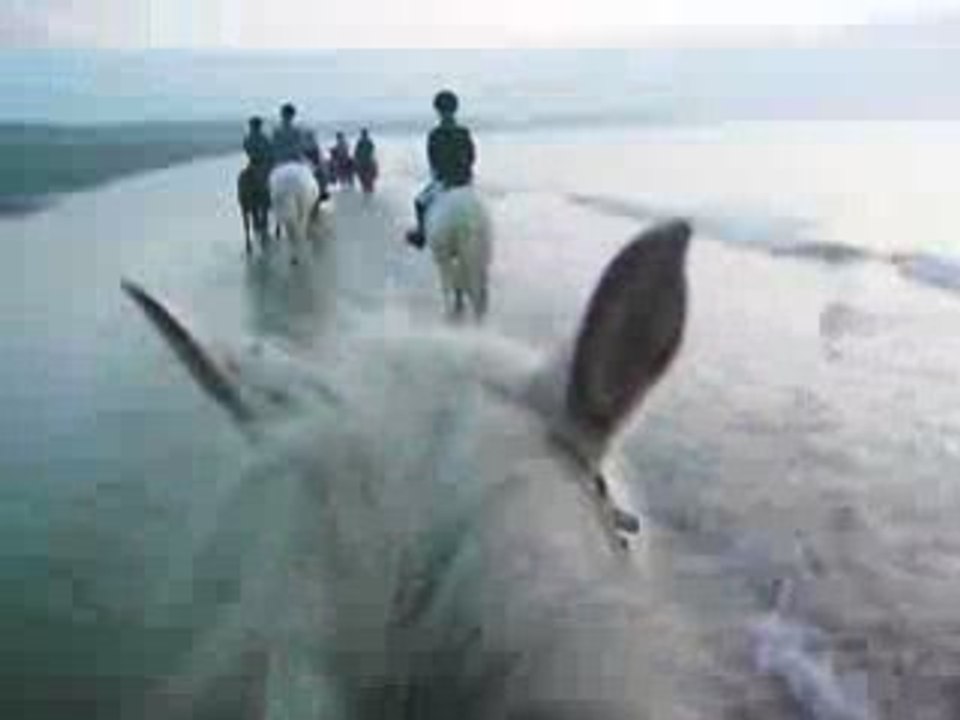 plage cheval