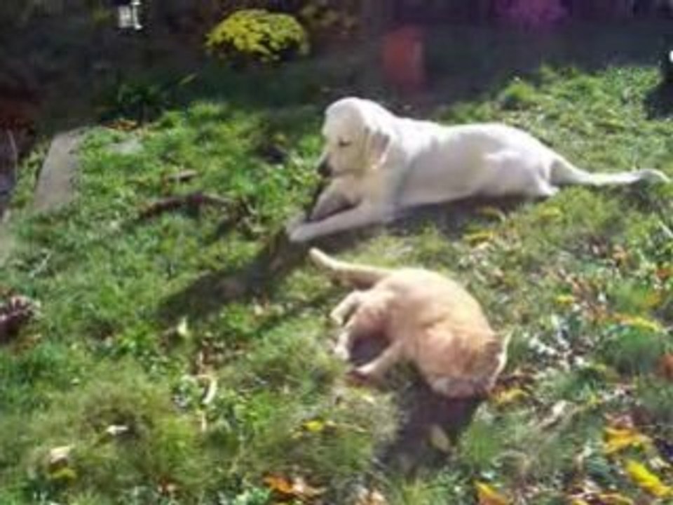 Cisca et Tigrou jouent dans le jardin, nov 2008