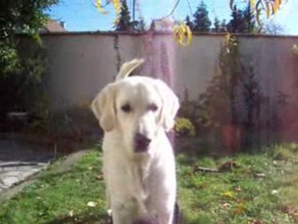 Cisca dans le jardin, nov 2008