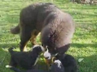 La vallée de l'enchanteur - bébés 1 mois Amazone & Carmelo