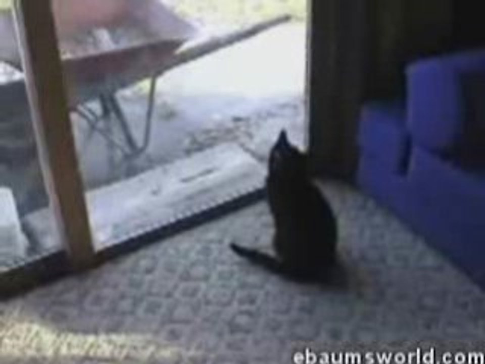 mad guy screaming at his cats