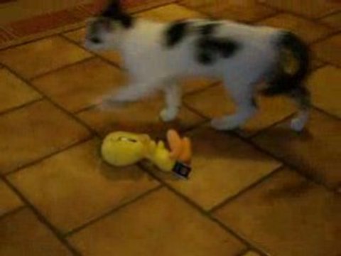 Chat Titi & Gros Minet