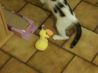Chat Titi & Gros Minet 2 le retour de la revanche