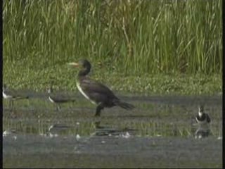 Apres-midi-d'ete au marais