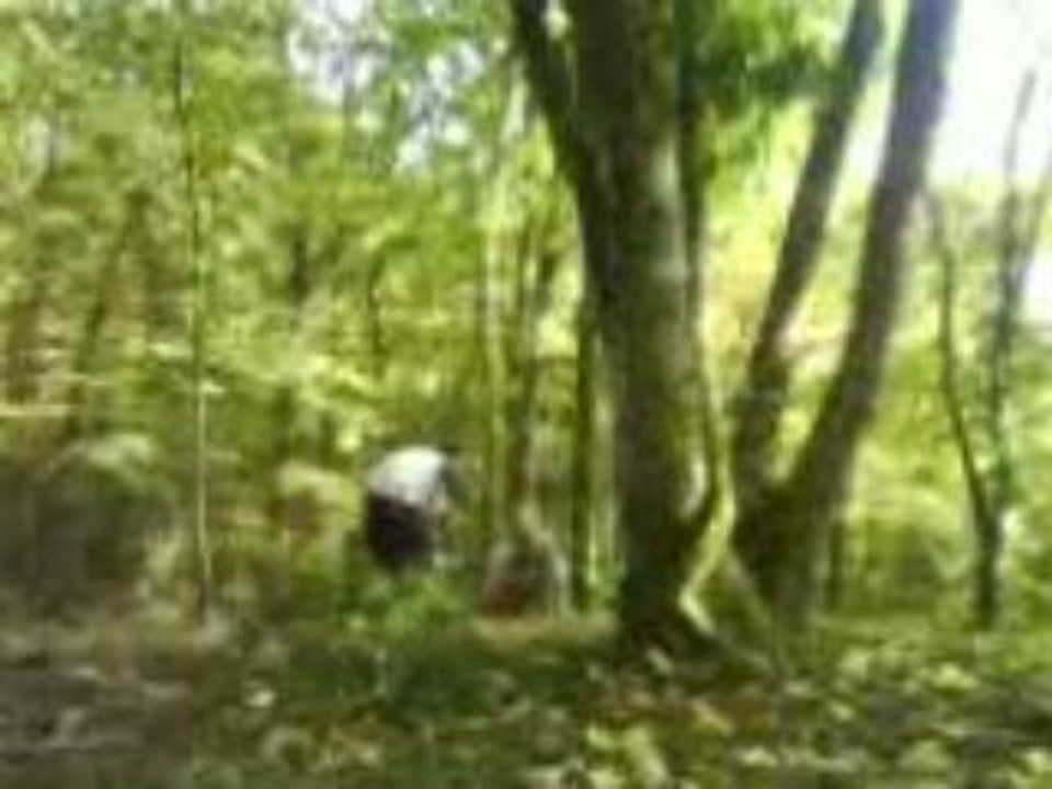 La liann
