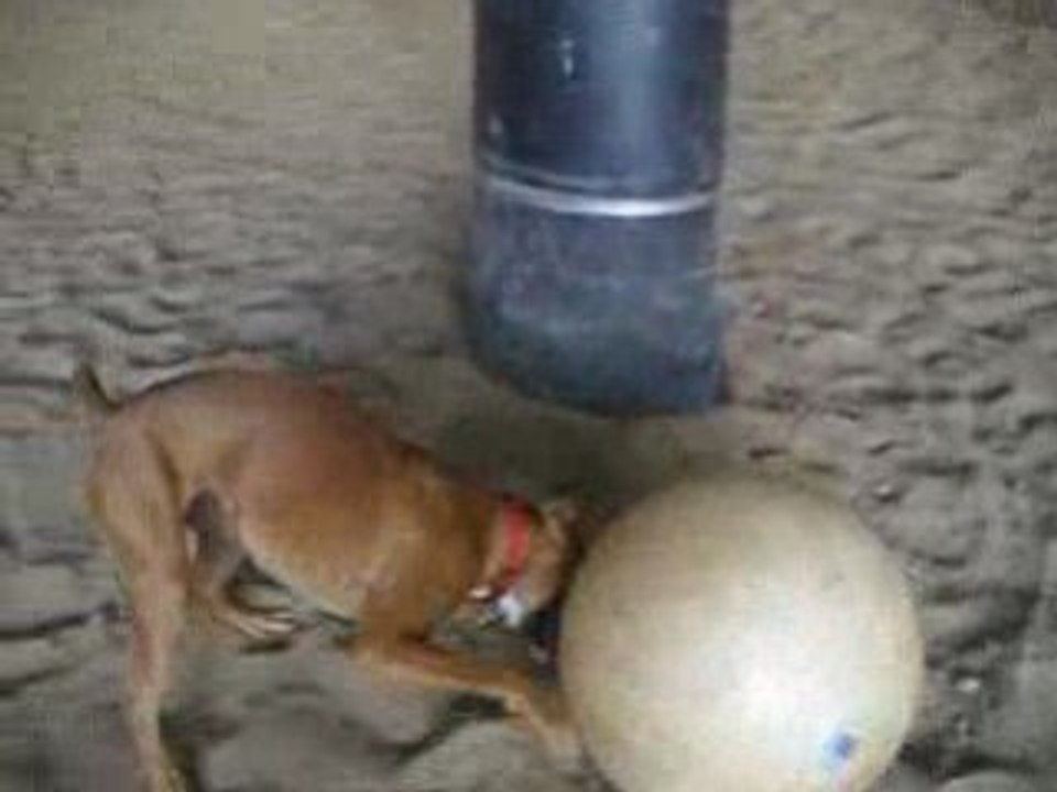 dolly et son balon