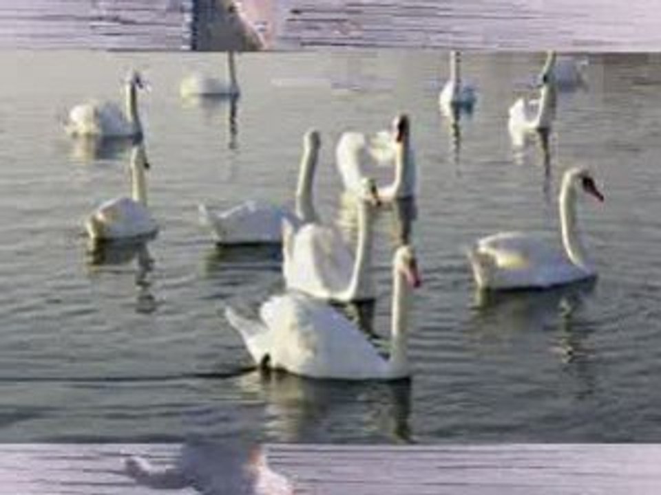Les cygnes