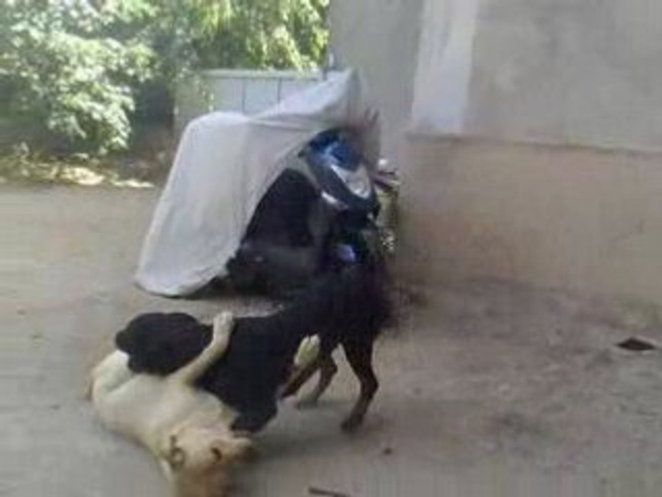 Mon rott CASSY et son pote Casper