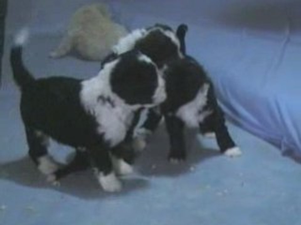 Web pdae chiots_0001