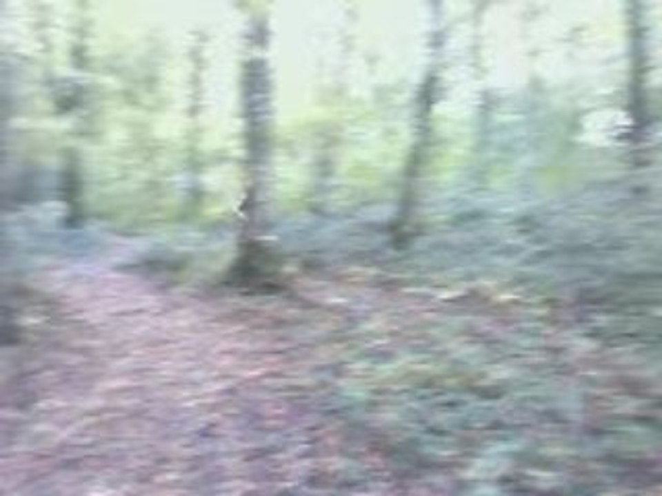 petit saut dans les bois dh !