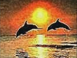 Les Monde  Aquatique Des Dauphins