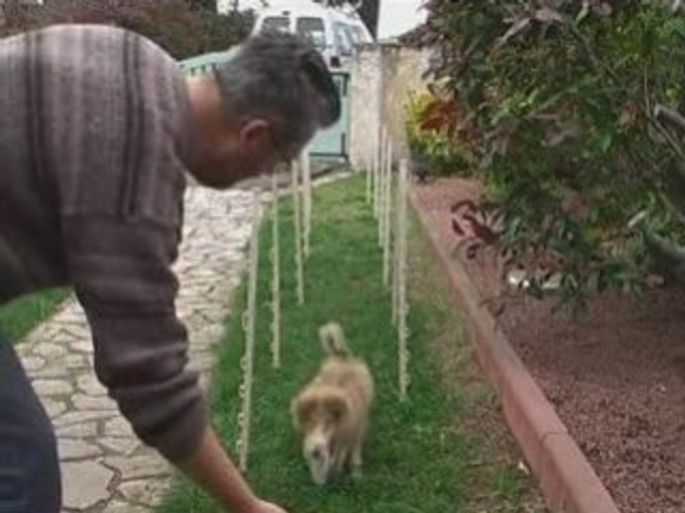 Agility-Diablesse-Slalom