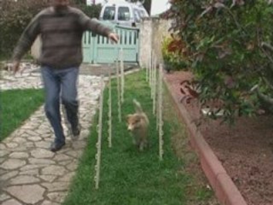 Agility-Diablesse-Slalom couloir