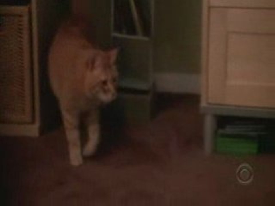 Extrait La Taupe 3 Comment attraper un chat