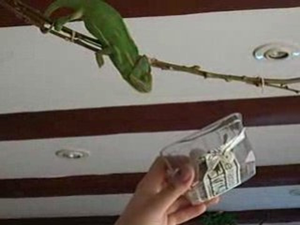 Caméléon qui mange