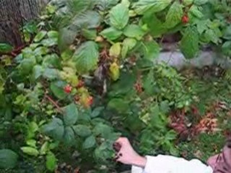 Cueillette de framboises en Picardie...