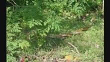 Snake move