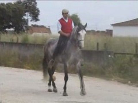 Pure Race Lusitanien 6 ans à vendre