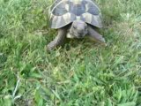 Tortue attaque(2)