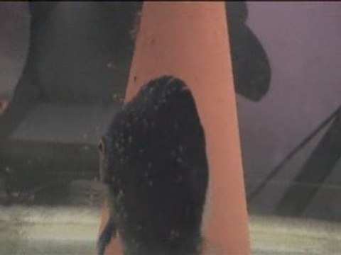 Petits Discus. Debut nage libre