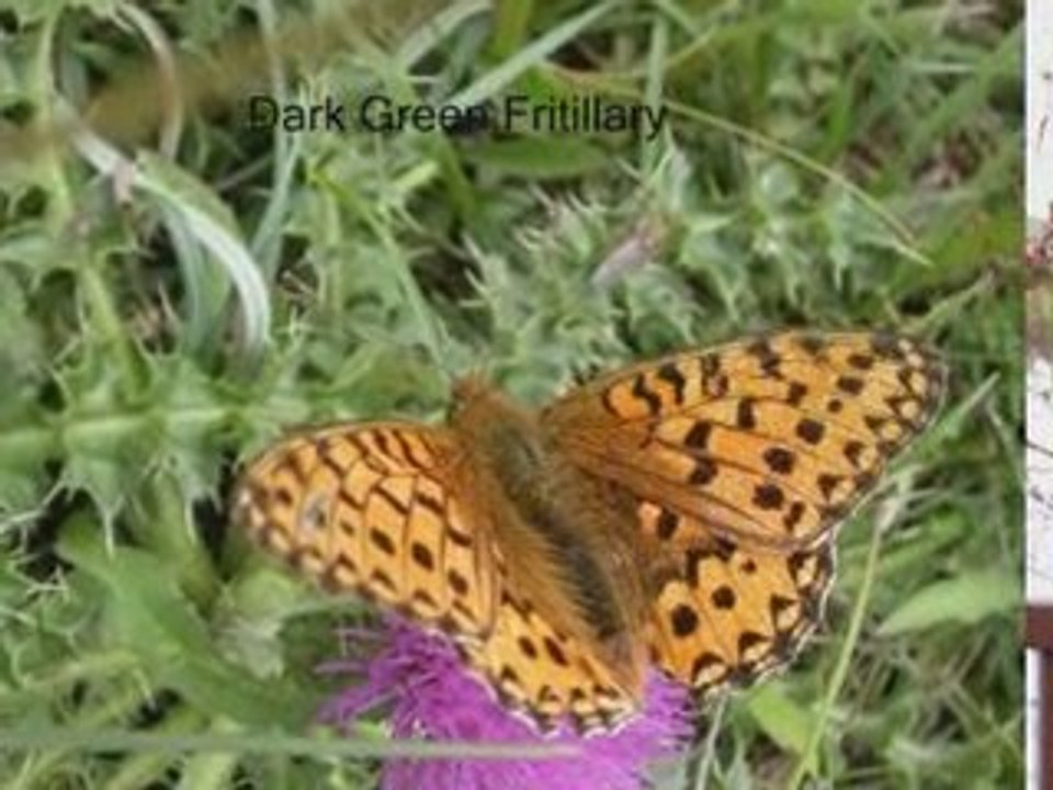 00140_STGeorges_BParkbutterflies_c