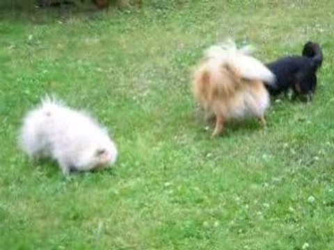 046 les chipies dans le jardin