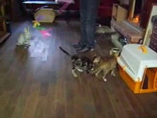 Chatons  Bengal de la Mer d'Andaman