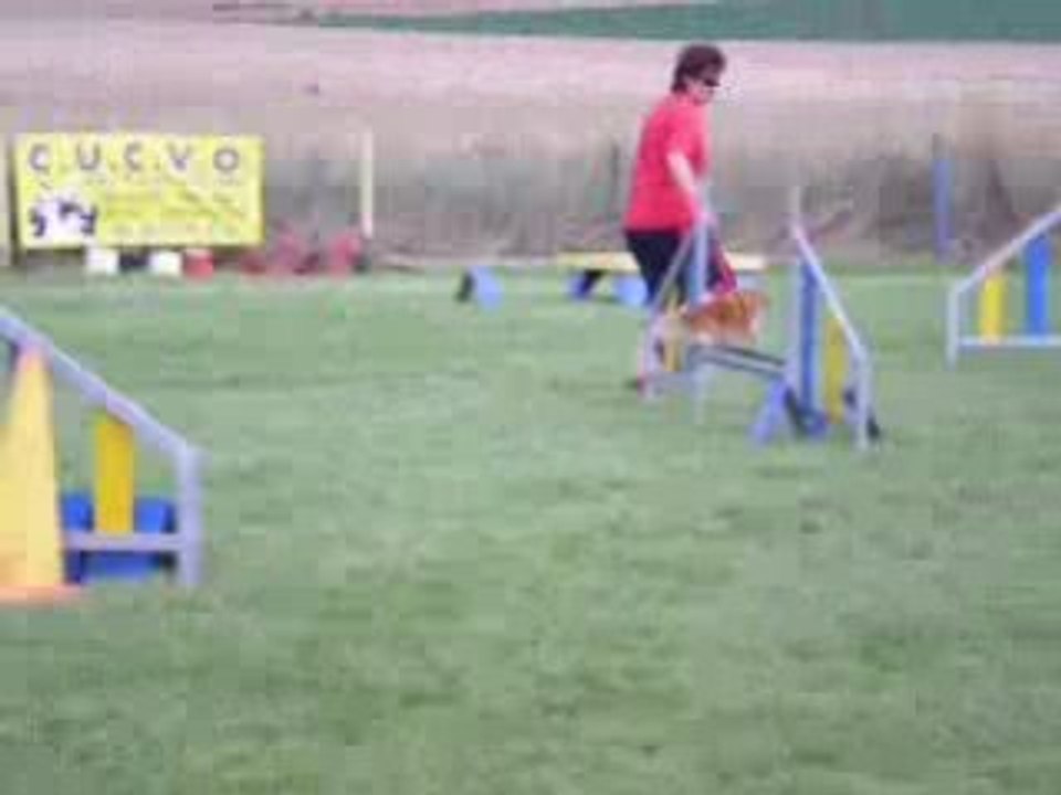 DSCN0010spitz agility