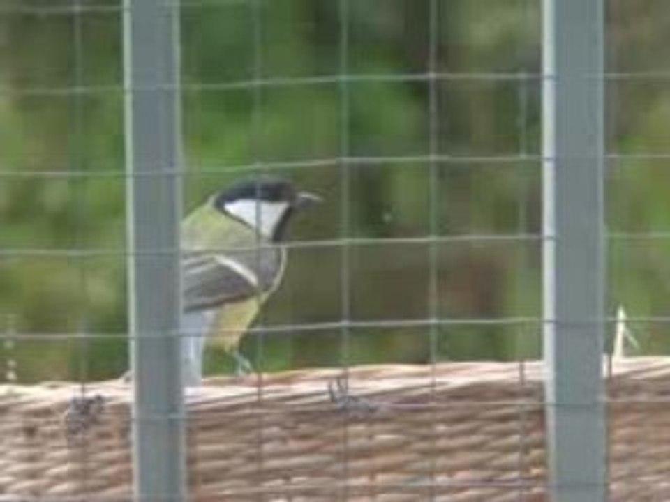 La mésange et le beurre