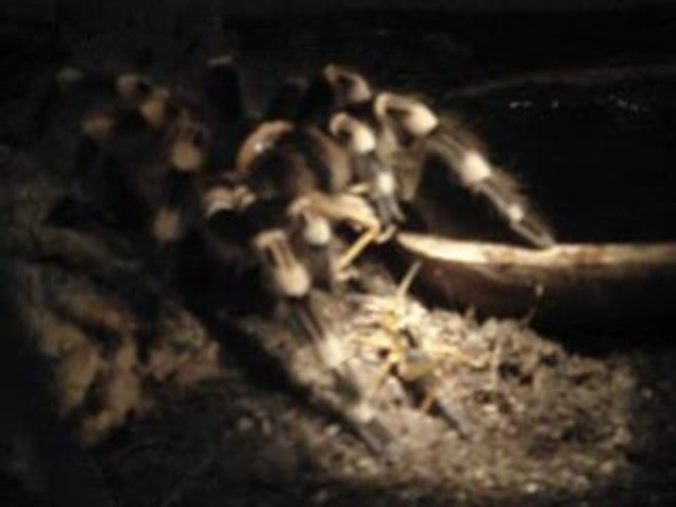 Une geniculata qui graille