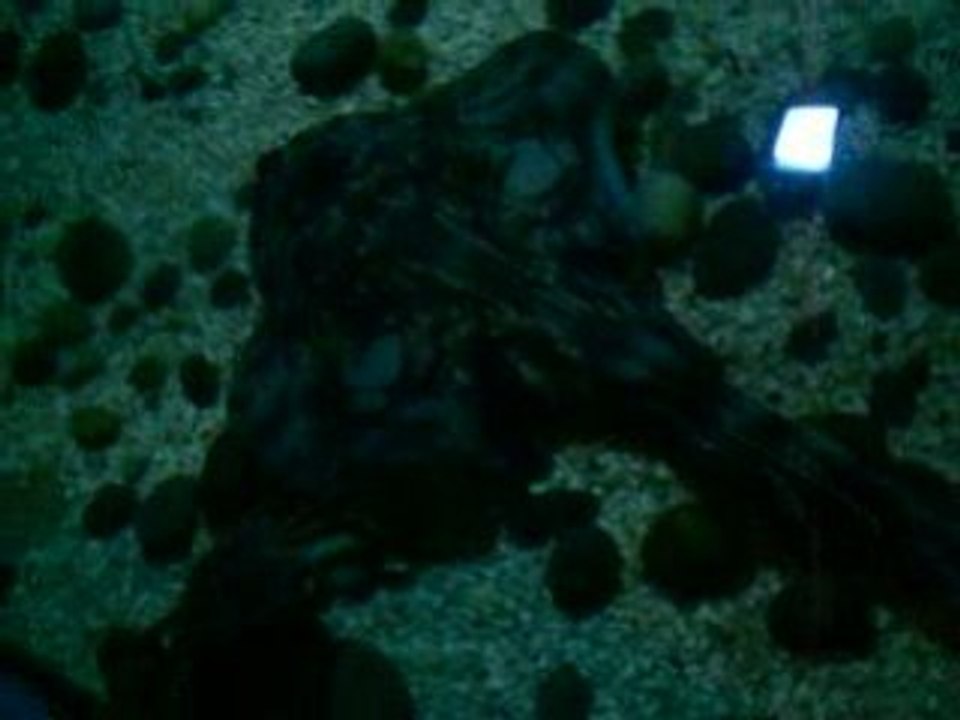 Sea life Blankenberghe raie + gros poissons2