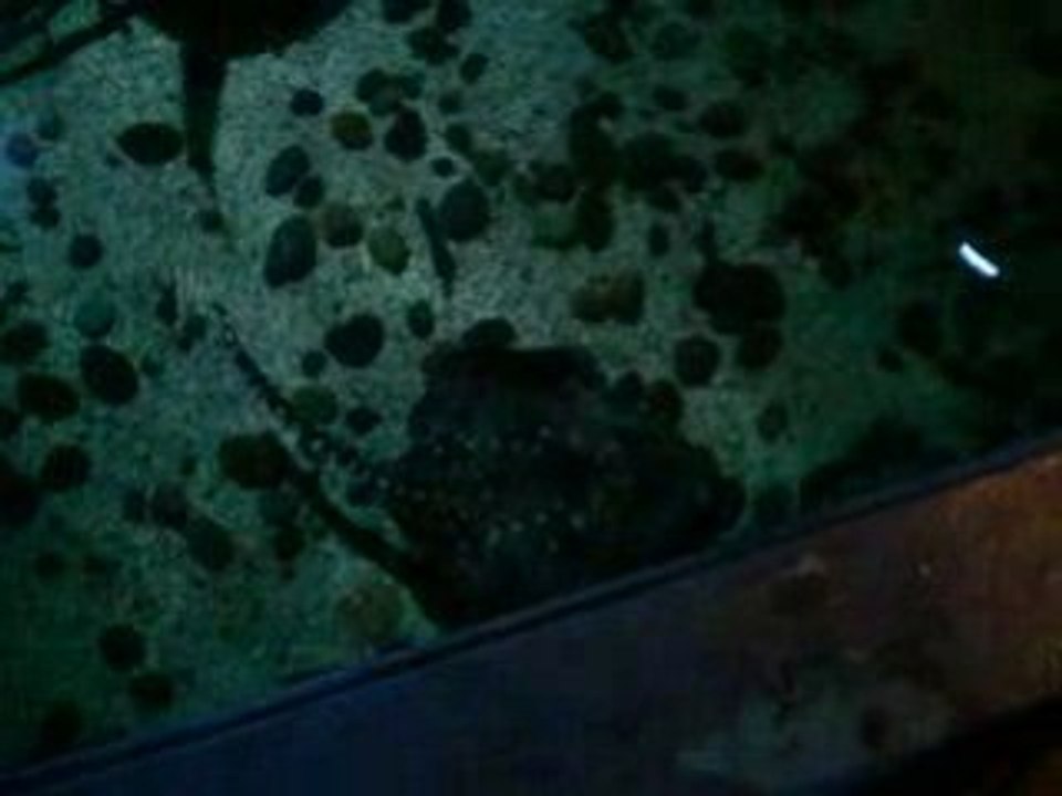 Sea Life Blankenberghe raie + gros poissons3
