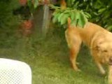 hoggar le chien dans le jardin