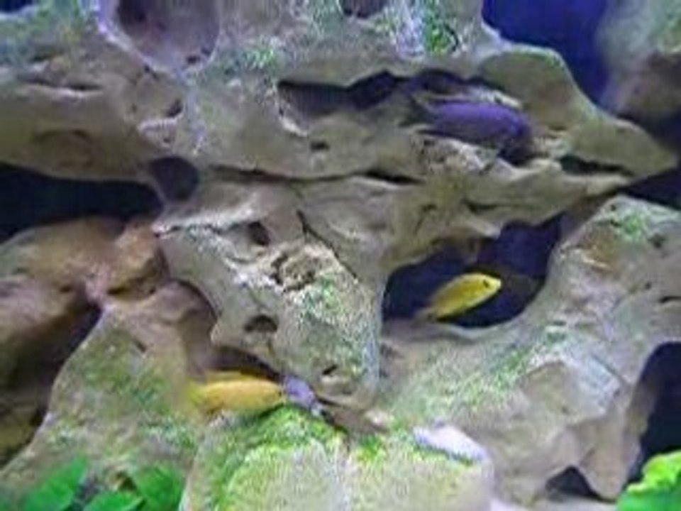 Prise de bec entre 2 jeunes femelles Ps Polit lion's cove