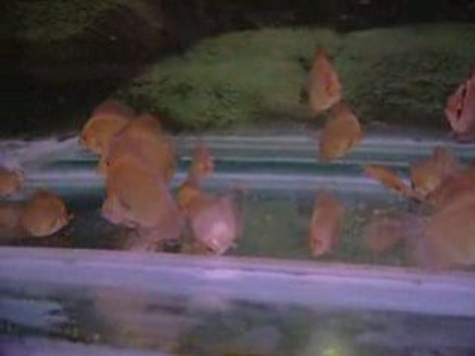 Yavrular 60 günlük 028