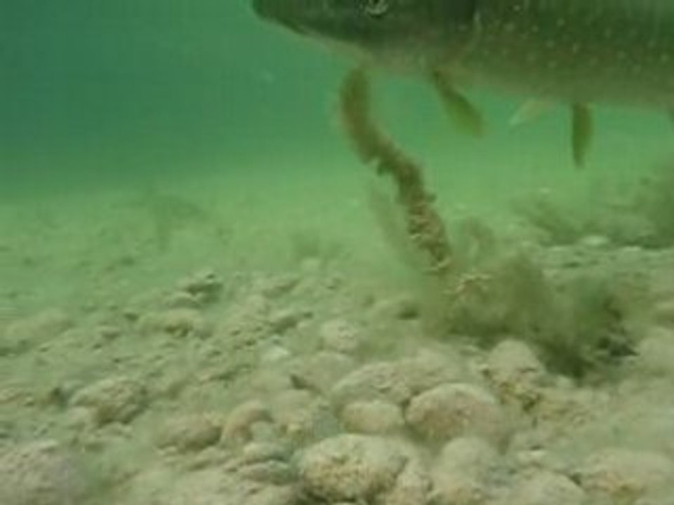 Brochet sous L'eau
