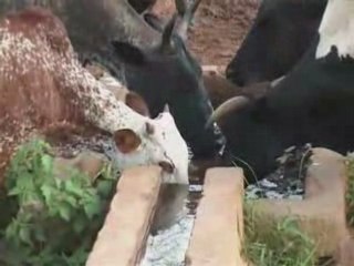 "Enfants des savanes" Carnet de voyage du CLJ au Togo