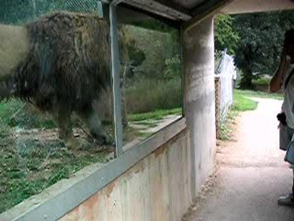 GuiGui Lion