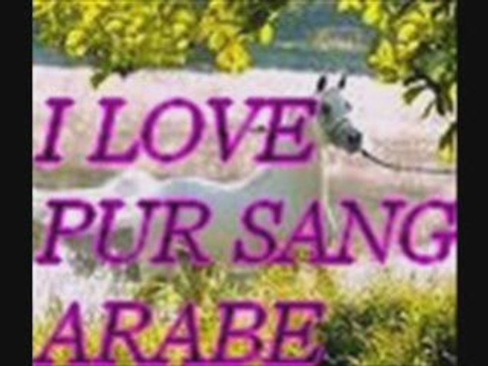 Le pur sang arabe1