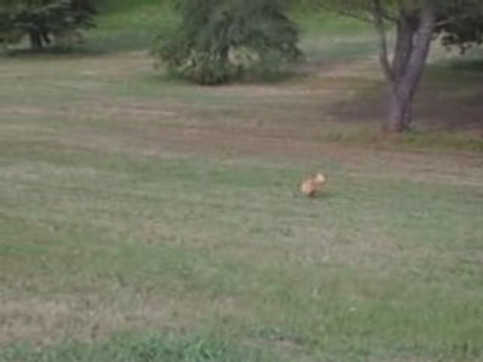 Un chien bondissant
