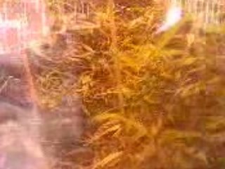 visite  dans le quartier rouge