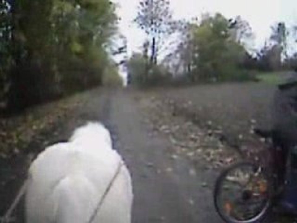 Bianca longues renes