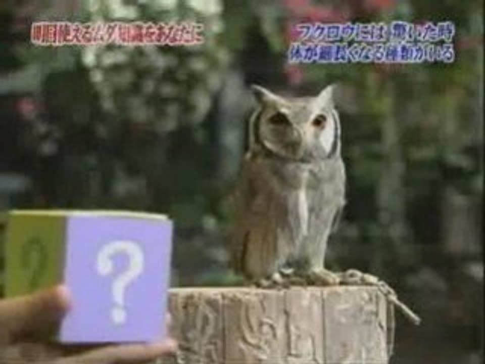 Hibou qui à peur