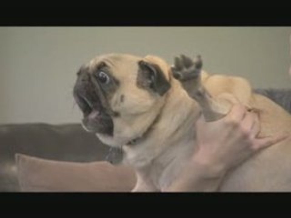 Curb Your Dog - Evil Pug