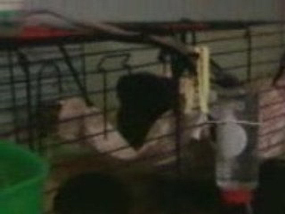 Chant du cochon d'inde