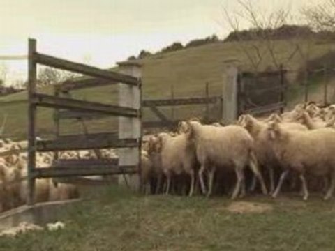 La technique de fabrication d'un Fromage pur brebis BIO