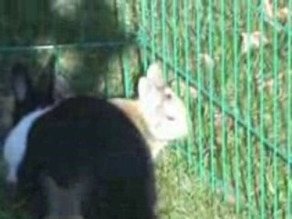 lapins de 3 semaines lors de leur première sortie