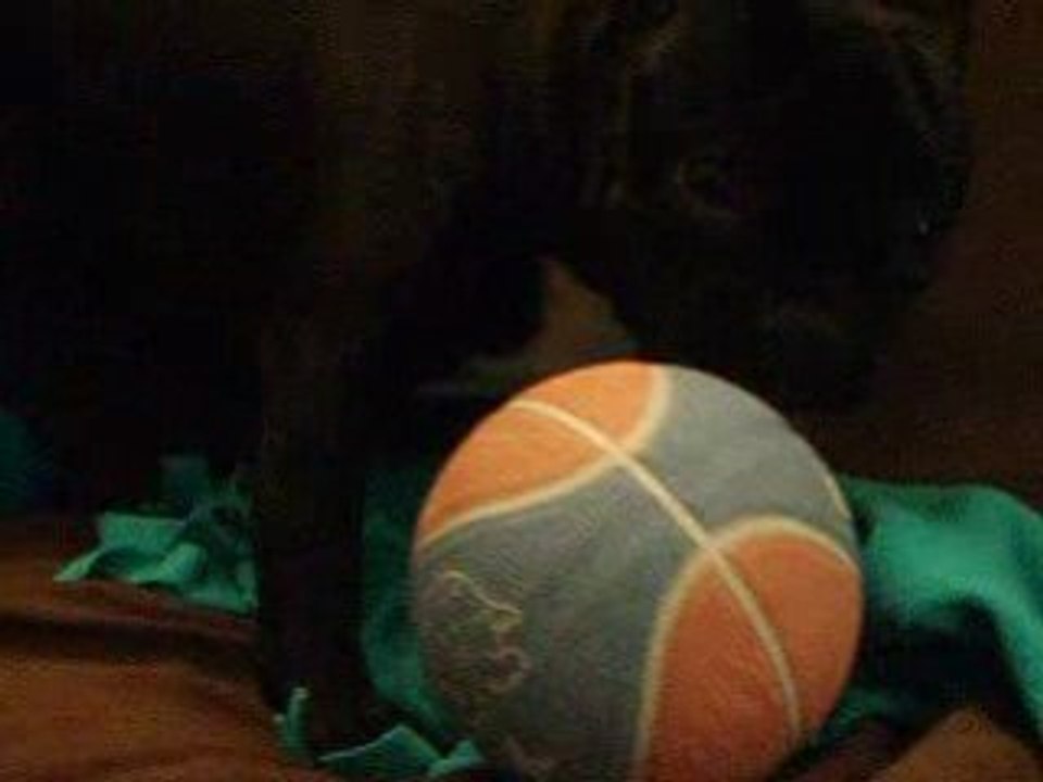 rose et son ballon de basket