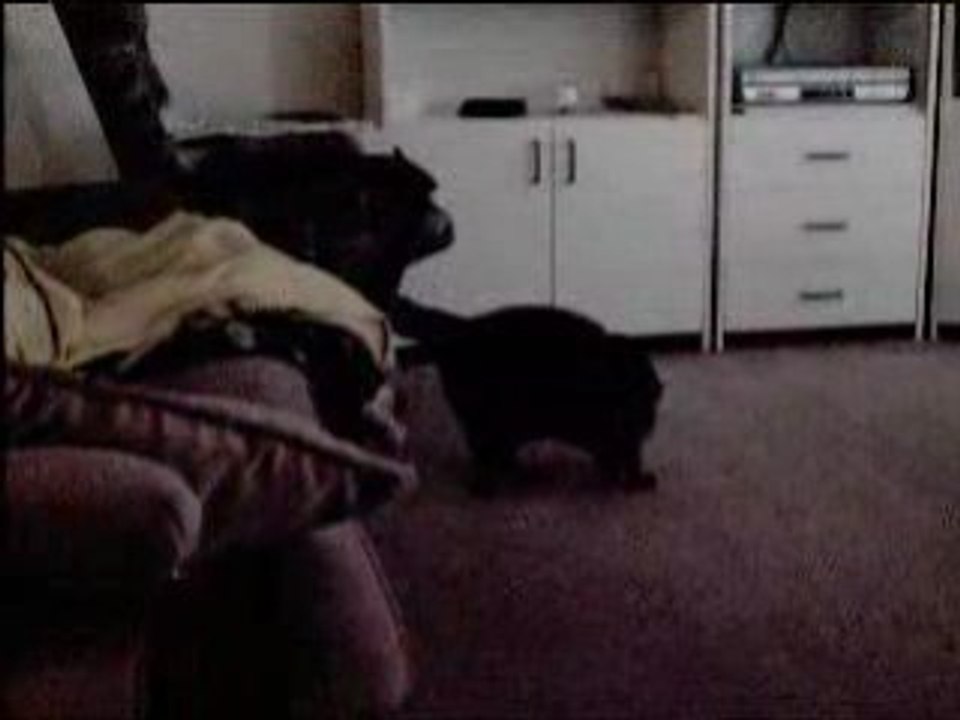 Mimi le fou à l'élastique